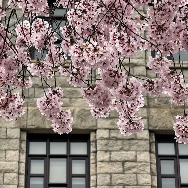【韓國】慶熙大學：櫻花季，藍天粉嫩櫻花