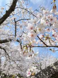 【稲美町】車でいく桜が素晴らしい公園