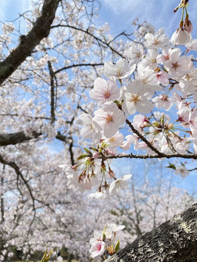 【稲美町】車でいく桜が素晴らしい公園