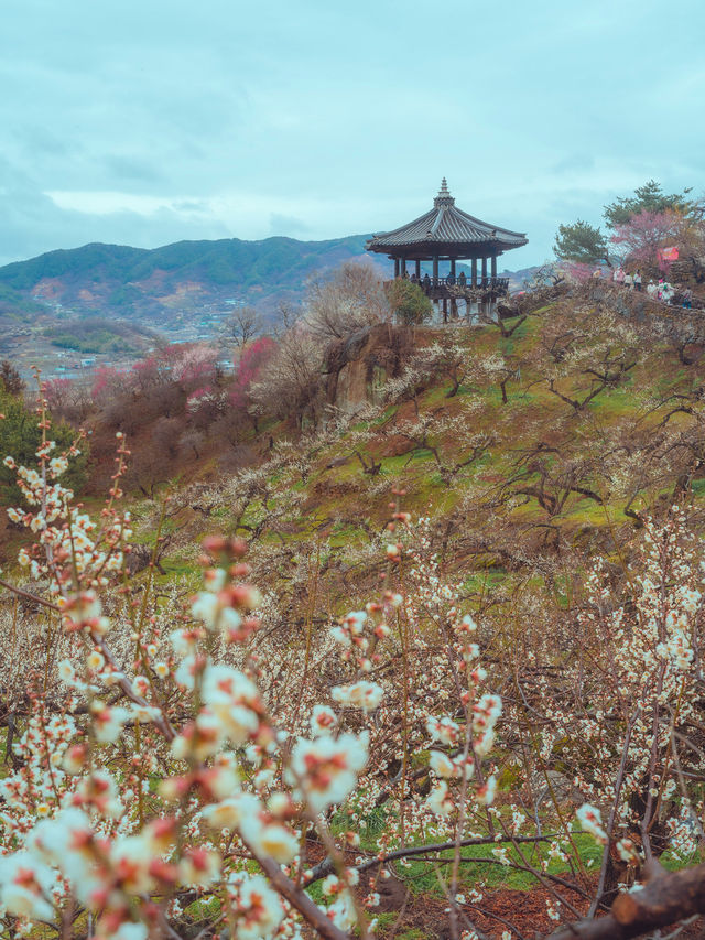 1년치 매화꽃을 다 볼 수 있는 “광양매화마을”
