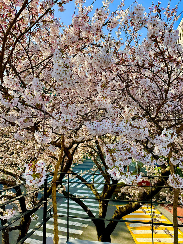 【釜山】春に行きたい！桜が目の前にある素敵カフェ
