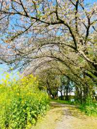 【丸墓山古墳/埼玉県】桜の名所・さきたま古墳公園