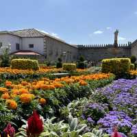 Garden with colourful flowers 🌺🌼🪻