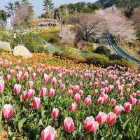 💐 Tulip Garden Blossom in Geoje Island🌷