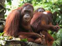 Singapore Zoo Escapade