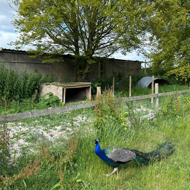 Family farm in London