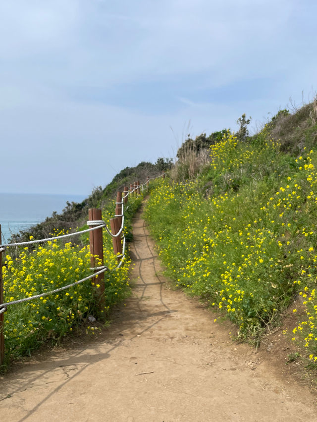 🇰🇷濟州島|必去景點「咸德海水浴場」果凍海配上油菜花！夢幻組合！