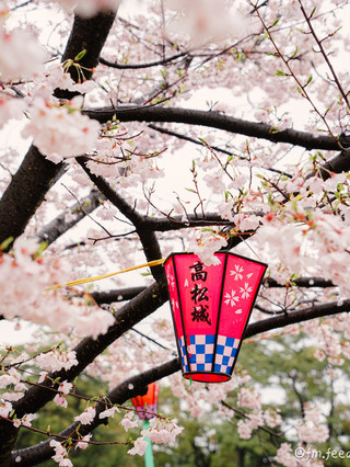 Sakura-no-Baba in Takamatsu Castle🏯