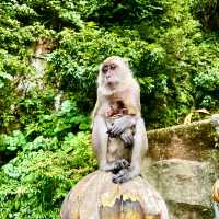 Batu caves, monkey experience best shots