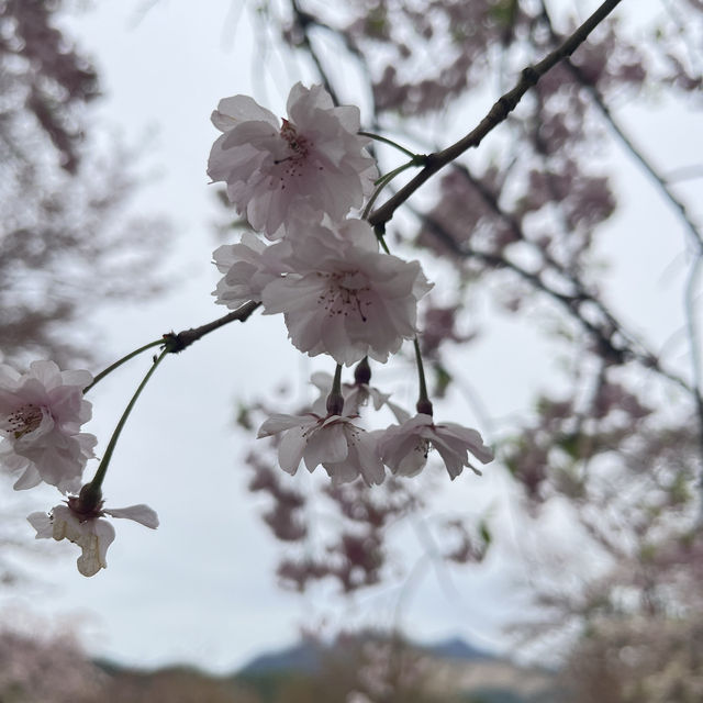 Lucky day at Mt Fuji & Cherry Blossom by luck! 