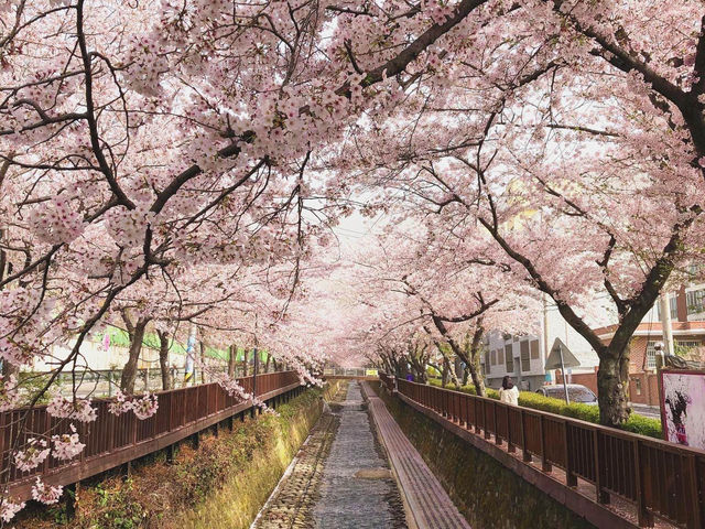 慶尚南道鎮海餘左川&慶和站櫻花