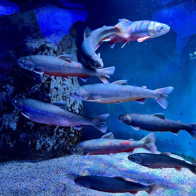 Osaka Aquarium Kaiyukan)  !! Osaka Aquarium KAIYUK