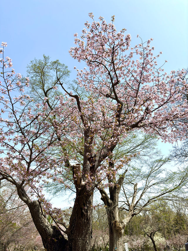 札幌　札幌観光　やっぱり外せない北海道神宮の桜！
