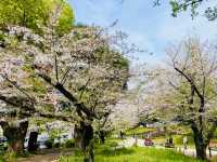 【東京】桜と東京タワー🌸🗼撮影スポット