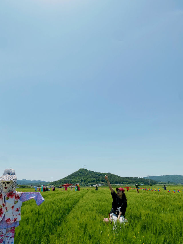 [전남영광] 따뜻한 봄날의 영광 찰보리 데이트💕