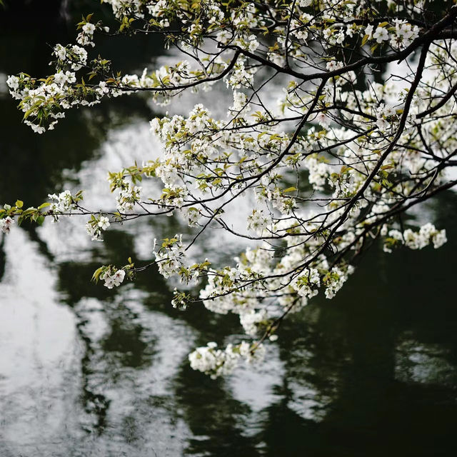 光禪寺～山形名園，春天好去處