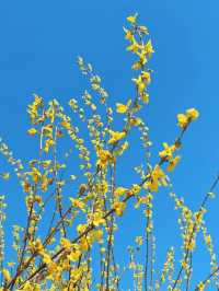 🌼지금 당장 가야하는 하동 개나리 뚝방길🌼