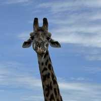 Incredible wildlife experience in Kenya 
