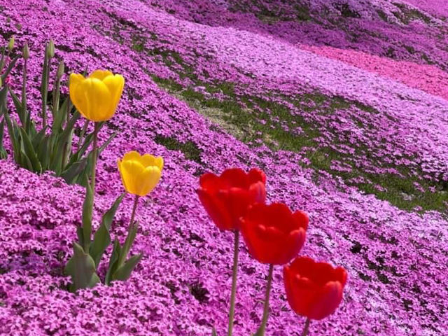 北海道賞花