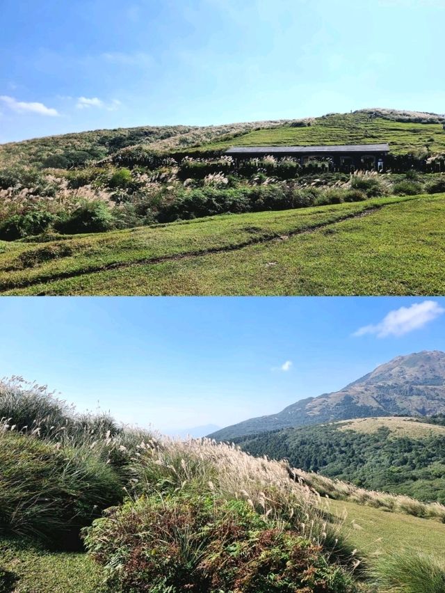 Beautiful Miscanthus in Yangmingshan