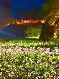〜神奈川県〜あじさいライトアップ絶景すぎる小田原城 2024/6/1〜6/16まで！ 小