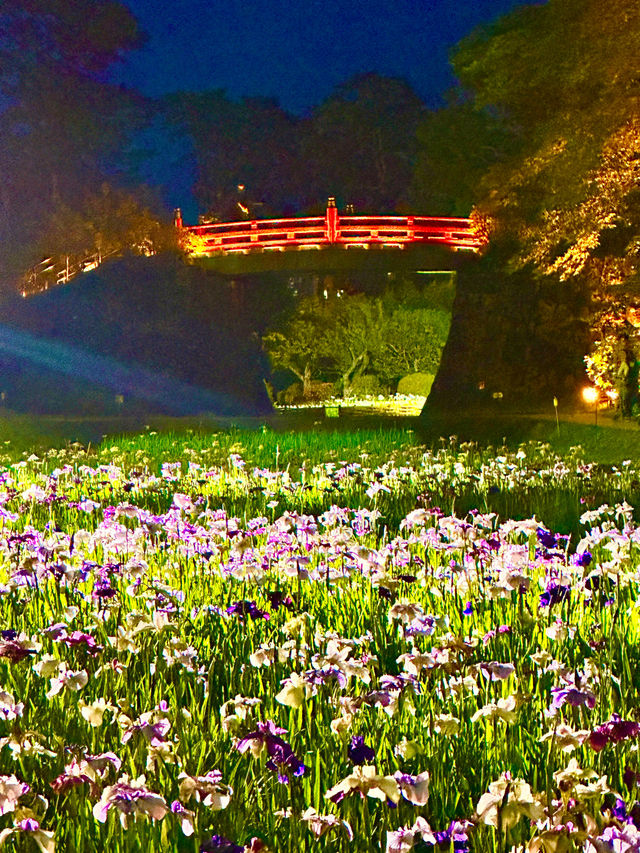 〜神奈川県〜あじさいライトアップ絶景すぎる小田原城 2024/6/1〜6/16まで！ 小
