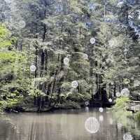 North Vancouver에 자연경관이 멋진 공원Capilano suspension Bridge Park
