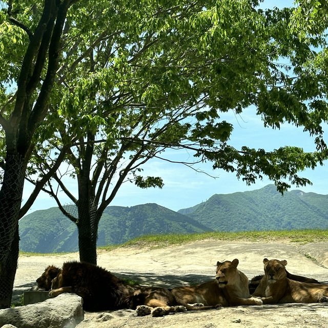親子遊：由布院自駕九州自然動物園
