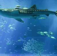 世界前三大水族館-沖繩美麗海水族館