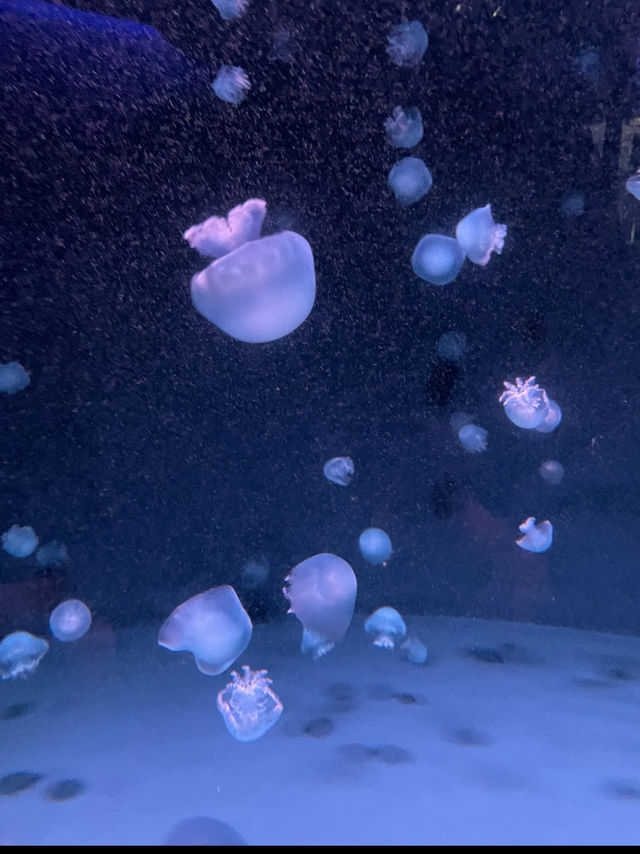 期間限定イベントあり🐬夏に涼みたくなるスポット💙京都水族館🐟