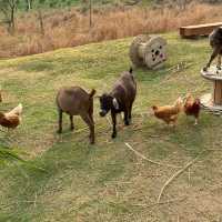 🏡 The Treat Farm Hotel  🏡
