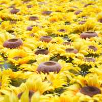 名古屋の中心でひまわり畑を楽しめる🌻