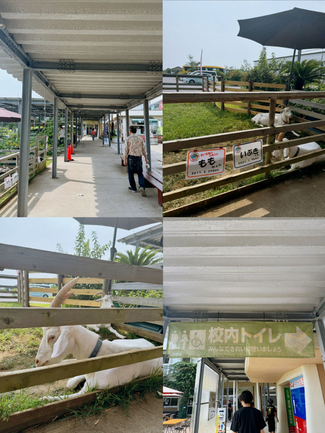 泊まれる小学校？！エモすぎる道の駅🤩🏫🌱【千葉】