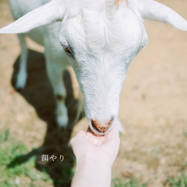 【千葉】関東のひまわり畑に行くなら「成田ゆめ牧場」へ🐮