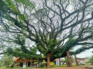 The Giant Rain Tree, or Chamchuri Tree, is over 300 years old.