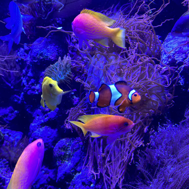 芝加哥海洋博物館 Shedd Aquarium ：珊瑚館，水母館，海洋奇觀等你來！」