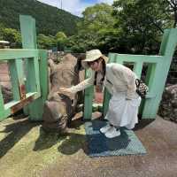 【静岡】小動物以外も触れ合える動物園！