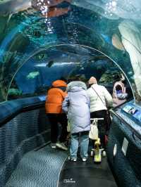 พาชมโลกใต้น้ำที่ Shanghai Ocean Aquarium 🇨🇳