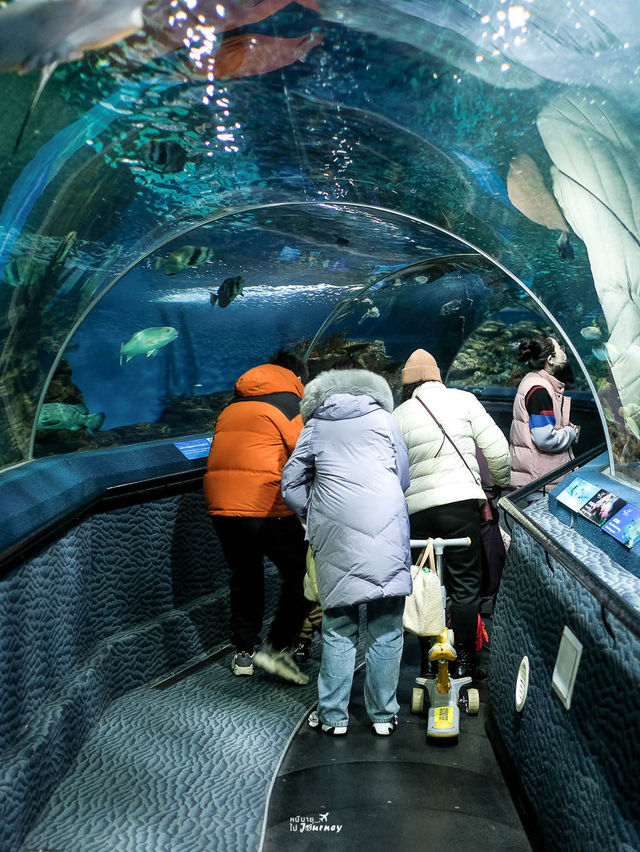 พาชมโลกใต้น้ำที่ Shanghai Ocean Aquarium 🇨🇳