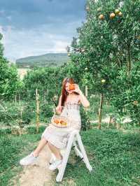 JINJU the orange farm สวนส้มเชียงใหม่ฟีลเกาหลี