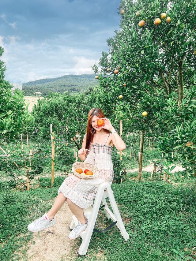 JINJU the orange farm สวนส้มเชียงใหม่ฟีลเกาหลี