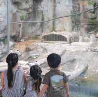 ดูแพนด้าที่ Ocean Park Hongkong 