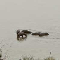 Kruger National Park: A Thrilling Safari Experience in the Heart of Africa