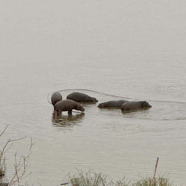 Kruger National Park: A Thrilling Safari Experience in the Heart of Africa