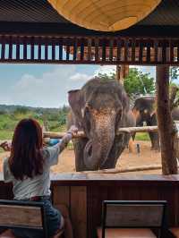 Cafe Elephant 🐘🌳