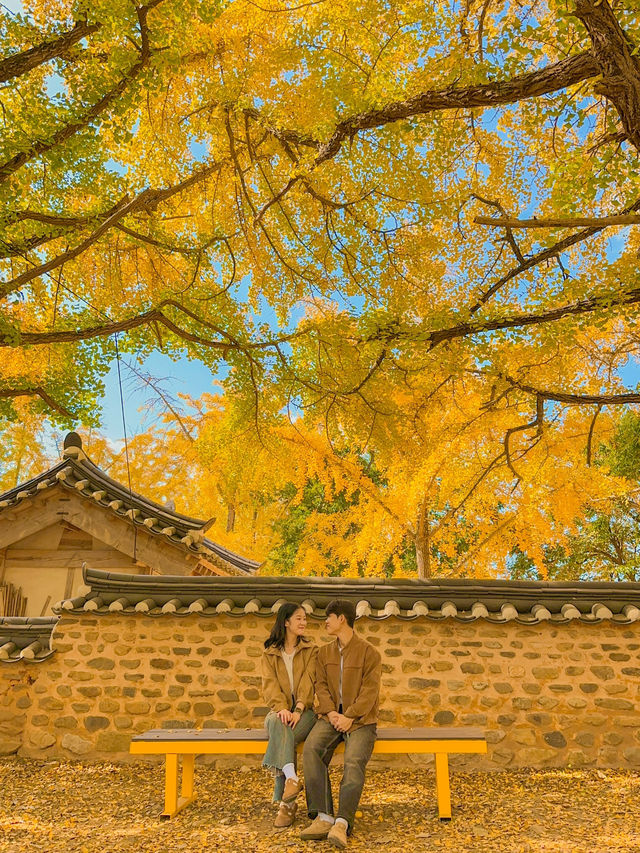 다가오는 가을에 꼭 가야하는 은행나무 명소 💛
