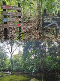 Immersed in Nature: Exploring the Majestic Beauty of Permai Rainforest in Kuching