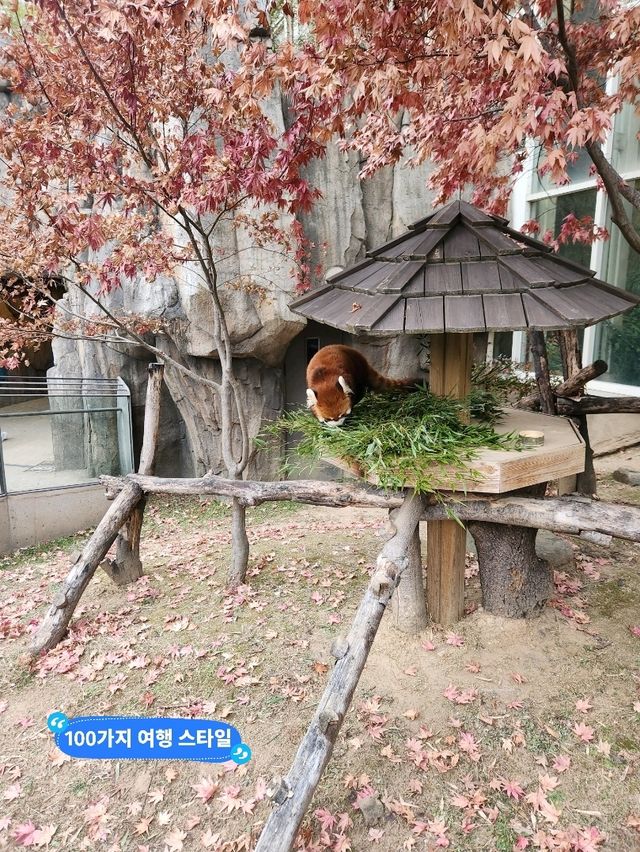 아이들이 좋아하는 판다투어지 애버랜드 판다월드❤️