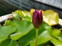 วัดป่าสิริวัฒนวิสุทธิ์ นครสวรรค์