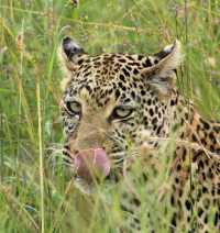 5 Day Tanzania Wildlife Safari Explore Serengeti, Ngorongoro Crater Lake Manyara and Tarangire